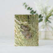 Cottontail Bunnies Briefkaart (Staand voorkant)