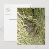 Cottontail Bunnies Briefkaart (Voorkant / Achterkant)