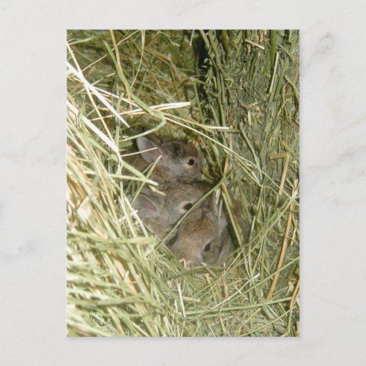 Cottontail Bunnies Briefkaart (Voorkant)