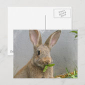 Cottontail Rabbit Briefkaart (Voorkant / Achterkant)