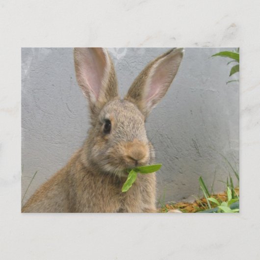Cottontail Rabbit Briefkaart (Voorkant)