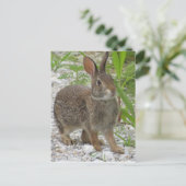 Cottontail Rabbit Briefkaart (Staand voorkant)