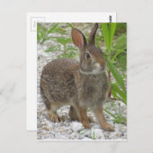 Cottontail Rabbit Briefkaart (Voorkant / Achterkant)