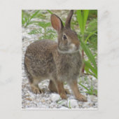 Cottontail Rabbit Briefkaart (Voorkant)