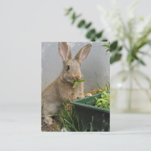 Cottontail Rabbit Briefkaart (Staand voorkant)