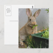 Cottontail Rabbit Briefkaart (Voorkant / Achterkant)