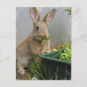 Cottontail Rabbit Briefkaart