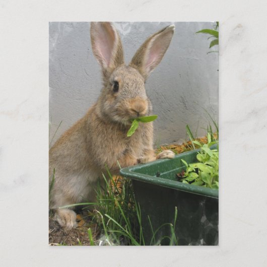 Cottontail Rabbit Briefkaart (Voorkant)