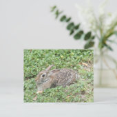 Cottontail rabbit briefkaart (Staand voorkant)