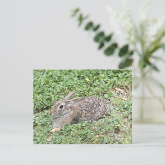 Cottontail rabbit briefkaart (Staand voorkant)