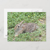 Cottontail rabbit briefkaart (Voorkant / Achterkant)