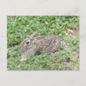Cottontail rabbit briefkaart (Voorkant)