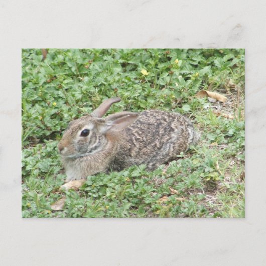 Cottontail rabbit briefkaart (Voorkant)