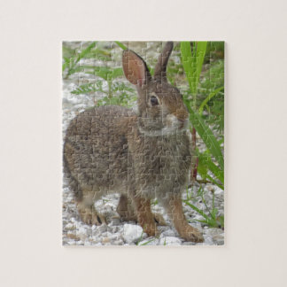Cottontail Rabbit Legpuzzel