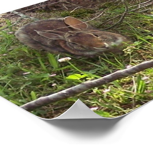 Cottontail Rabbit Print (Hoek)