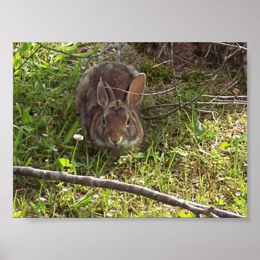 Cottontail Rabbit Print (Voorkant)