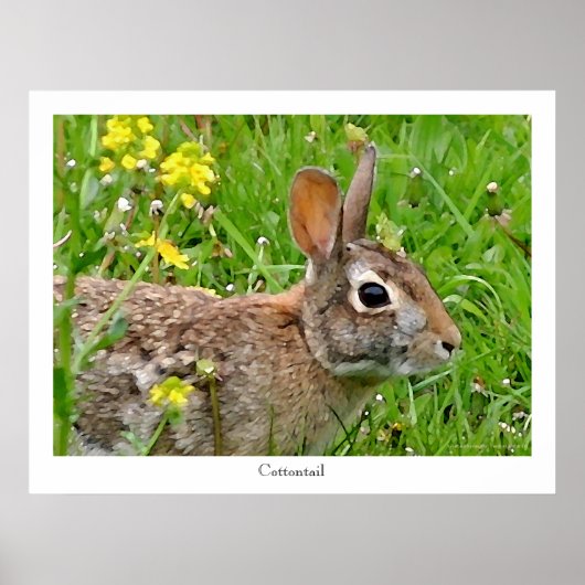 Cottontail Rabbit Print (Voorkant)