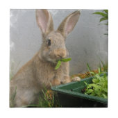 Cottontail Rabbit Tile Tegeltje (Voorkant)
