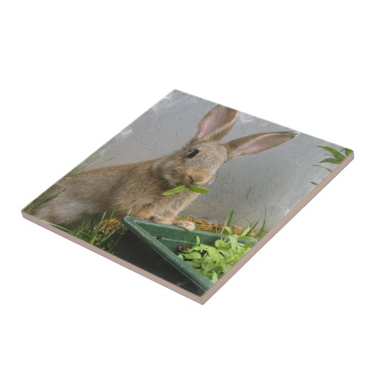 Cottontail Rabbit Tile Tegeltje (Zijkant)