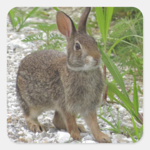 Cottontail Rabbit Vierkante Sticker