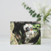 Cottontop Tamarin Briefkaart (Staand voorkant)