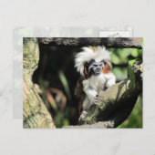 Cottontop Tamarin Briefkaart (Voorkant / Achterkant)