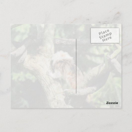 Cottontop Tamarin Briefkaart (Achterkant)