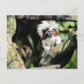 Cottontop Tamarin Briefkaart (Voorkant)