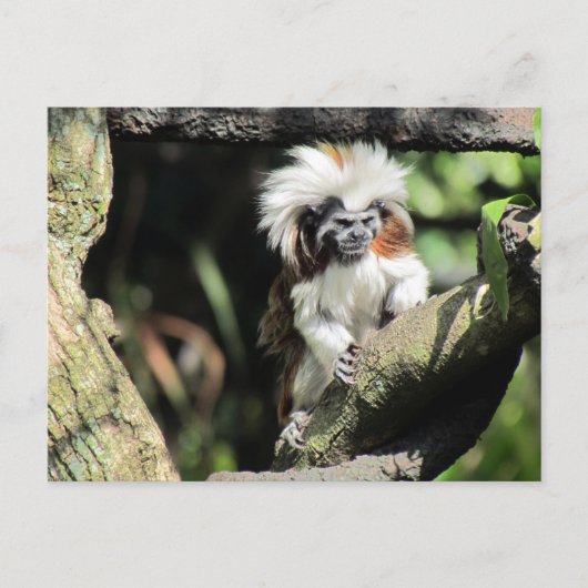 Cottontop Tamarin Briefkaart (Voorkant)