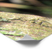 Cottontop Tamarin Poster (Hoek)