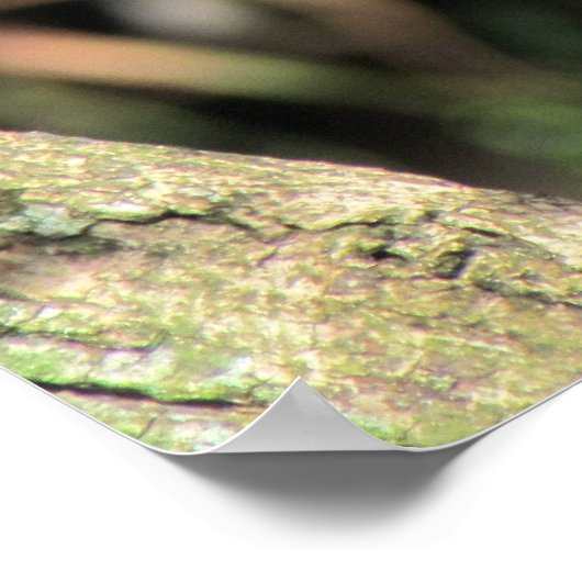 Cottontop Tamarin Poster (Hoek)