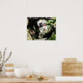 Cottontop Tamarin Poster (Keuken)