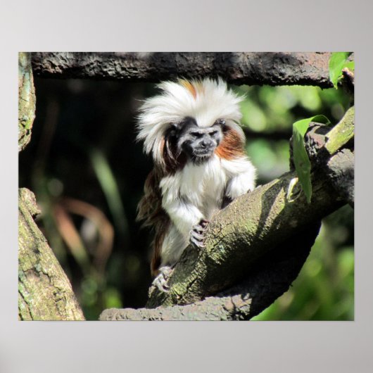 Cottontop Tamarin Poster (Voorkant)