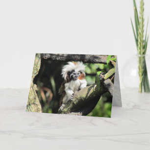 Cottontop Tamarin Wenskaart Kaart
