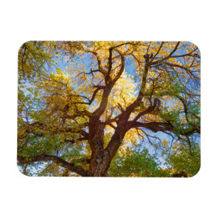Cottonwood Boom   Capitol Reef National Park, Utah Magneet