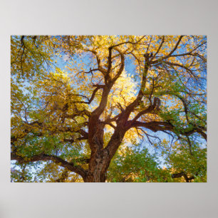 Cottonwood Boom Capitol Reef National Park, Utah Poster