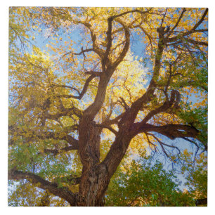 Cottonwood-boom   Capitol Reef National Park, Utah Tegeltje
