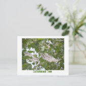 Cottonwood-structuur Briefkaart (Staand voorkant)