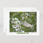 Cottonwood-structuur Briefkaart (Voorkant / Achterkant)