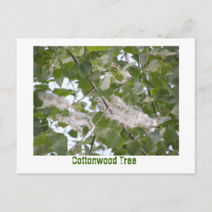 Cottonwood-structuur Briefkaart