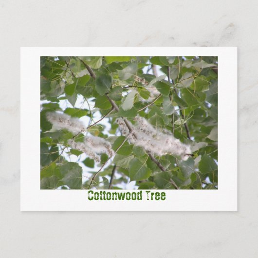 Cottonwood-structuur Briefkaart (Voorkant)