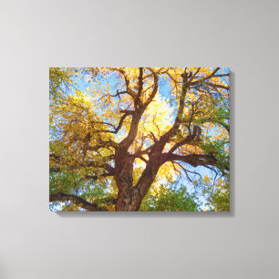 Cottonwood-structuur Nationaal park Capitol Reef Canvas Afdruk