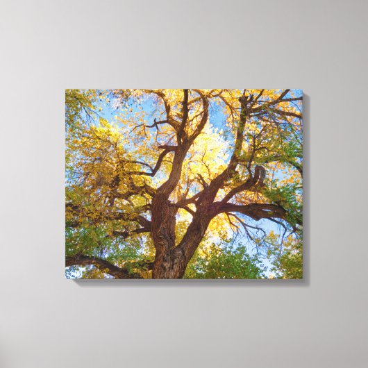 Cottonwood-structuur | Nationaal park Capitol Reef Canvas Afdruk (Voorkant)