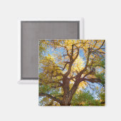 Cottonwood-structuur | Nationaal park Capitol Reef Magneet (Voorkant / Achterkant)