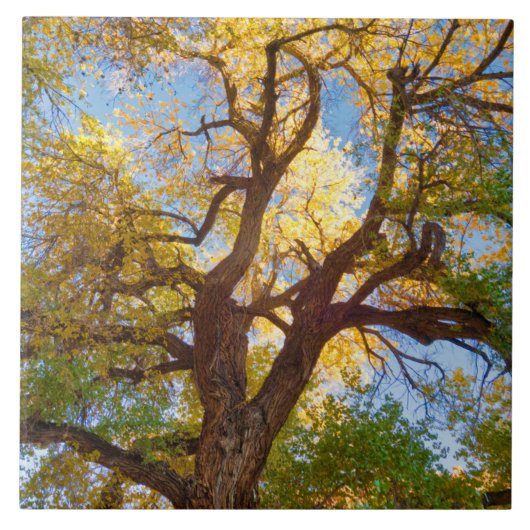 Cottonwood-structuur | Nationaal park Capitol Reef Tegeltje (Voorkant)