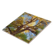 Cottonwood-structuur | Nationaal park Capitol Reef Tegeltje (Zijkant)