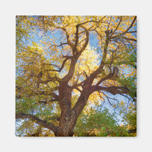 Cottonwoodboom   Capitol Reef National Park, Utah Magneet