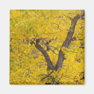 Cottonwoodboom in volle herfstkleuren in Glacier Magneet