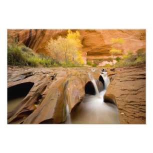 Cottonwoods in de herfst, Coyote Gulch, Glen Foto Afdruk