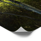 Cottonwoods langs Moose Ponds Trail bij Grand Teto Poster (Hoek)